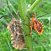 Leaf-footed Bug