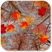 Autumn Maple Live Wallpaper ★ 7.0.6 Icon