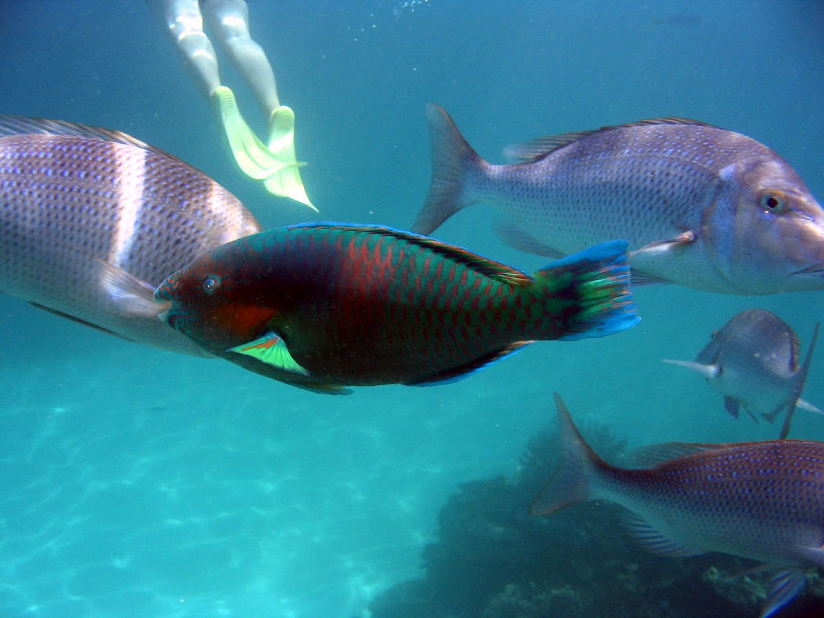 Bicolour parrotfish