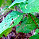 Lantana Treehopper