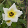 white buttercup, sulphur alder, politician's flower, dark-eyed turnera, and white alder