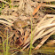 American Bullfrog