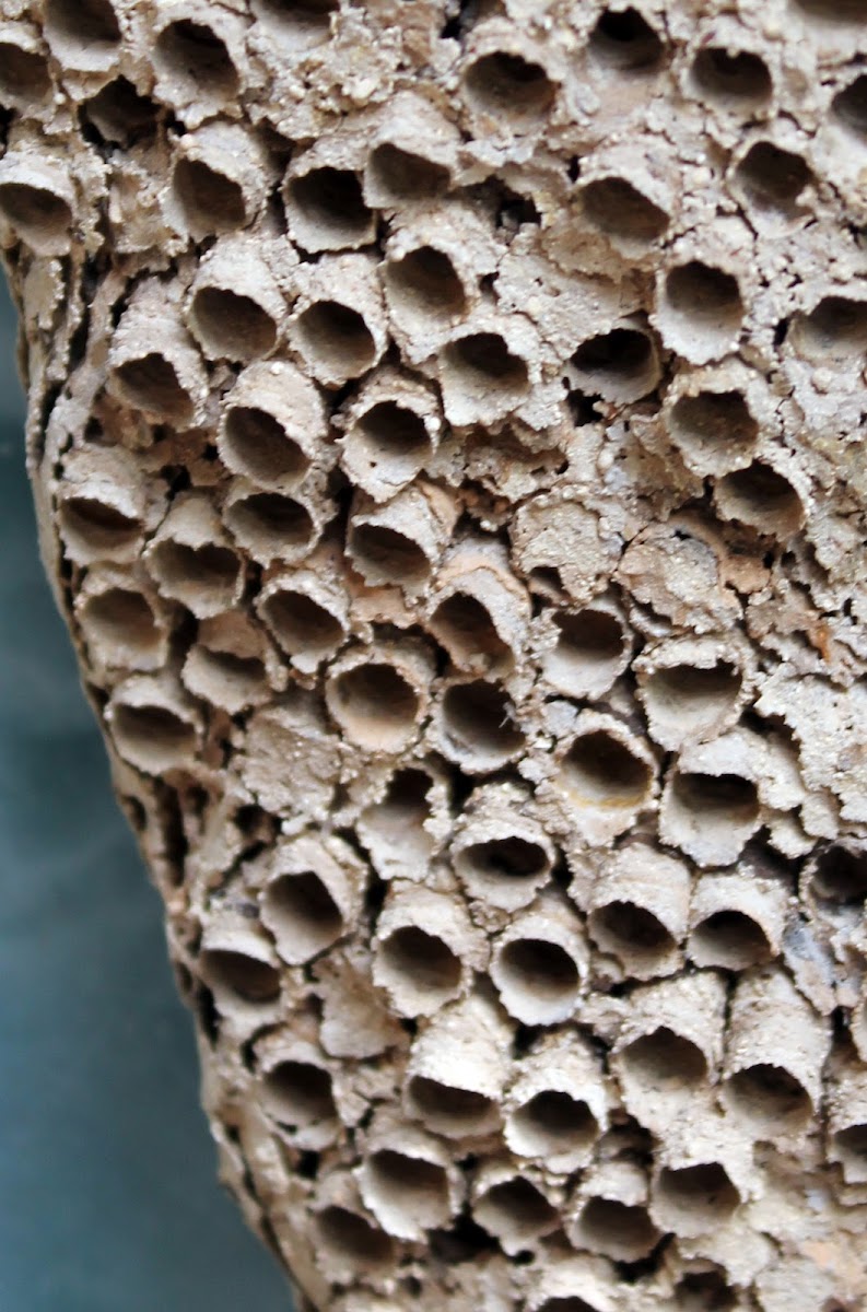 Paper  Wasp nest
