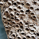 Paper  Wasp nest