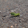 Short-winged Green Grasshopper (Nymph)