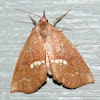 Large Necklace Moth