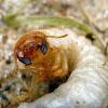 Beetle Larva/Grub