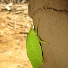 Katydid grasshopper