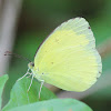 Large Grass Yellow or Common Grass Yellow (male) wet season form