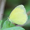 Large Grass Yellow or Common Grass Yellow (male) wet season form