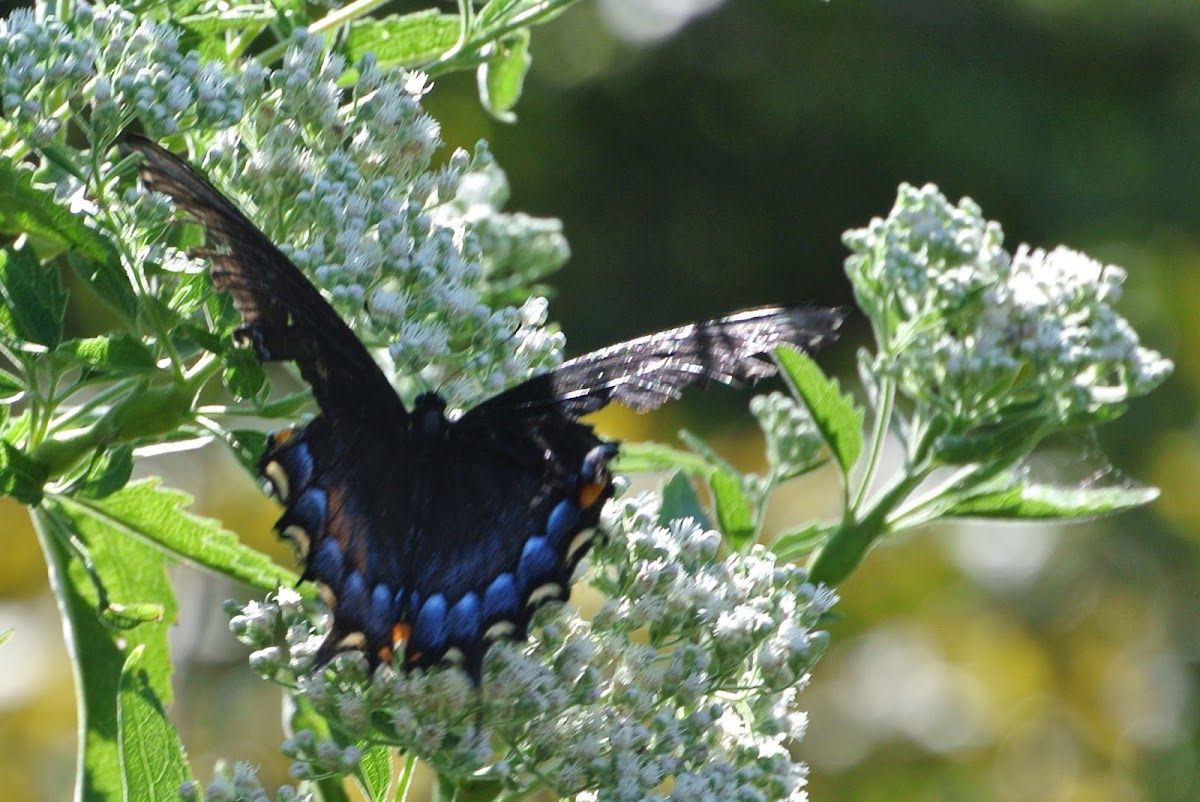 Eastern Tiger Swallowtail Butterfly (female dark form)