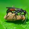 Wasp, Pompilidae