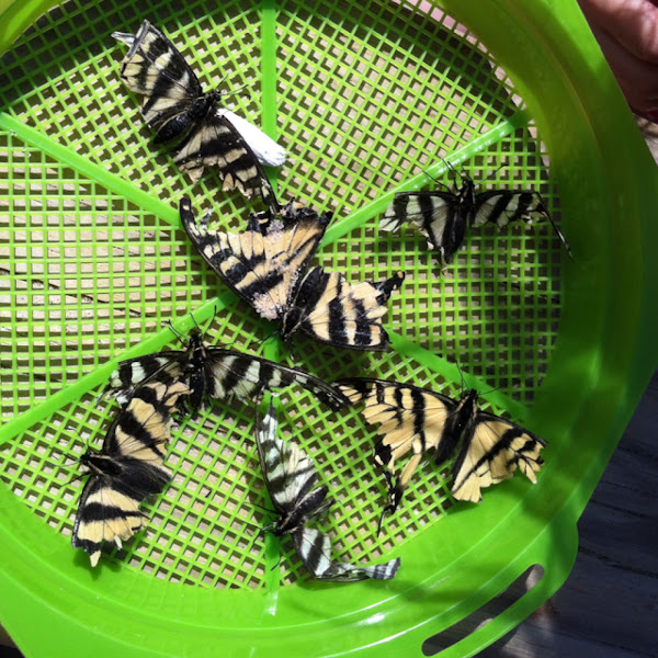 Swallowtails | Project Noah