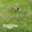 Tom's Dog Whistle icon