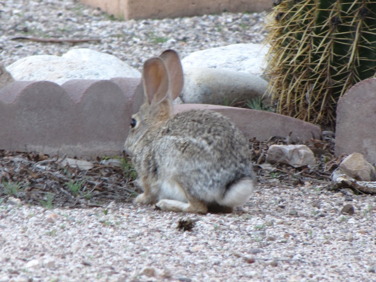 Desert cottontail rabbit