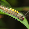 Moth Caterpillar