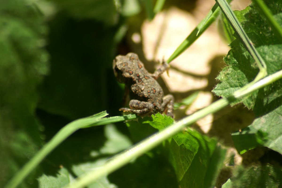 Baby toad