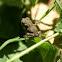 Baby toad