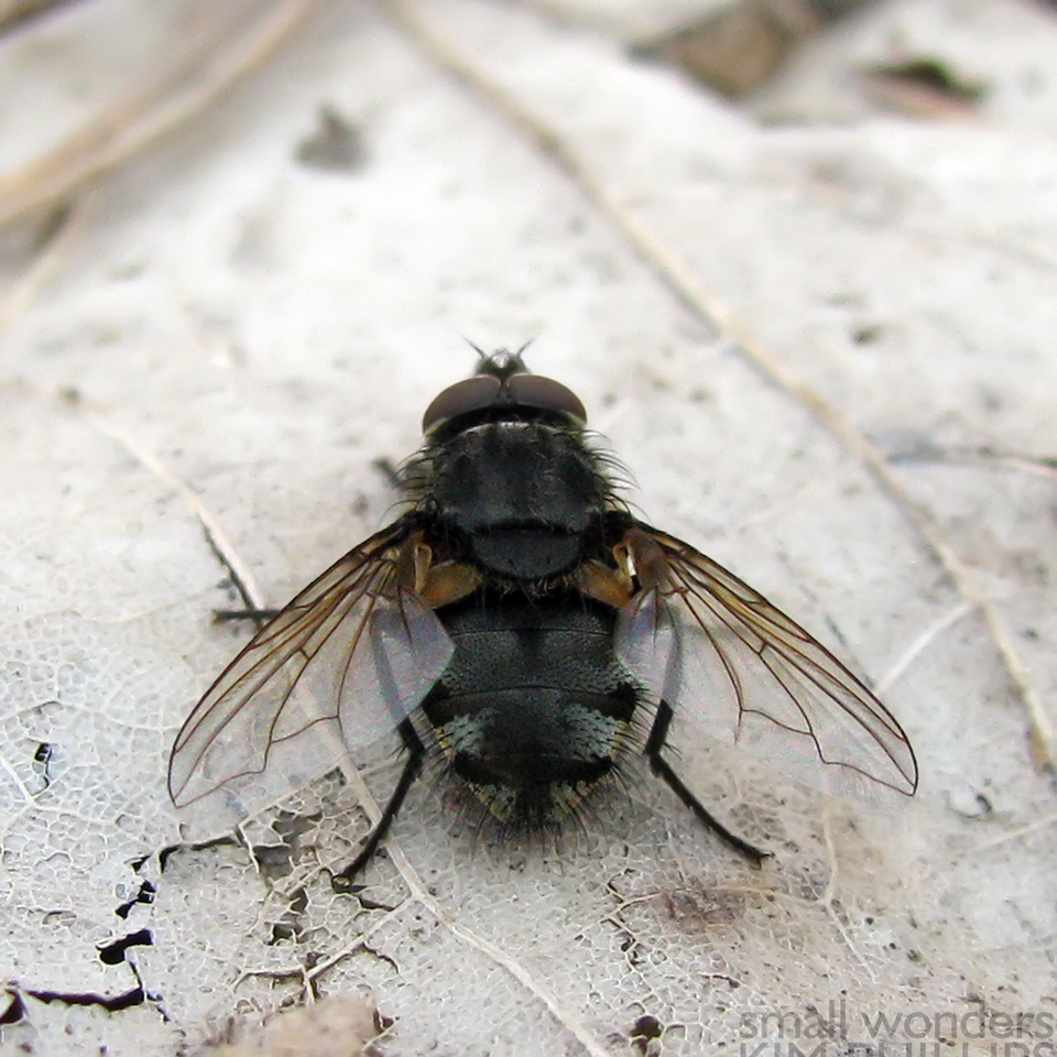 Cluster Fly - male