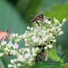 Honey bee and Moth