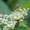 Honey bee and Moth
