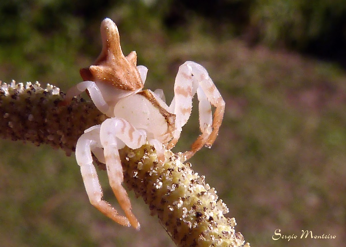 Aranha-flor (Flower spider)