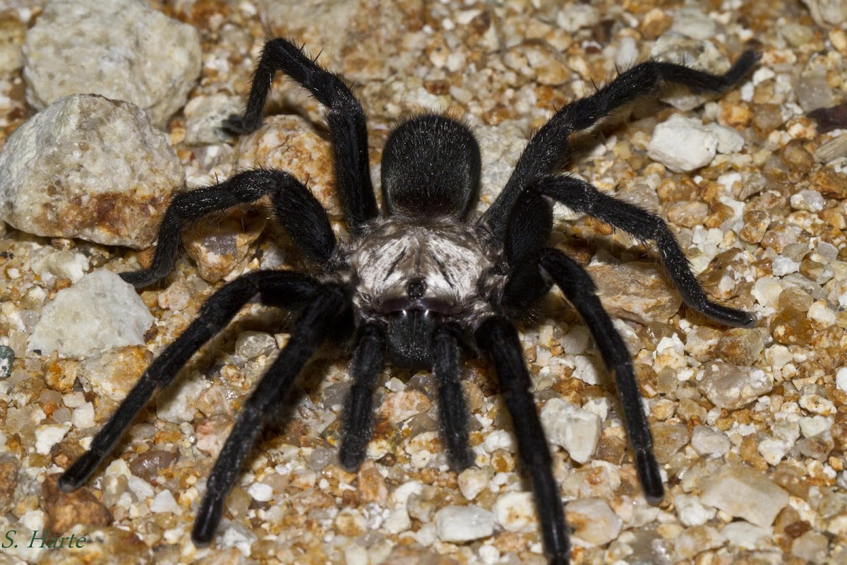Brush-footed Trapdoor Spider