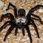 Brush-footed Trapdoor Spider