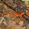 Eastern Newt, Subspecies-Red Spotted Eft
