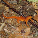 Eastern Newt, Subspecies-Red Spotted Eft