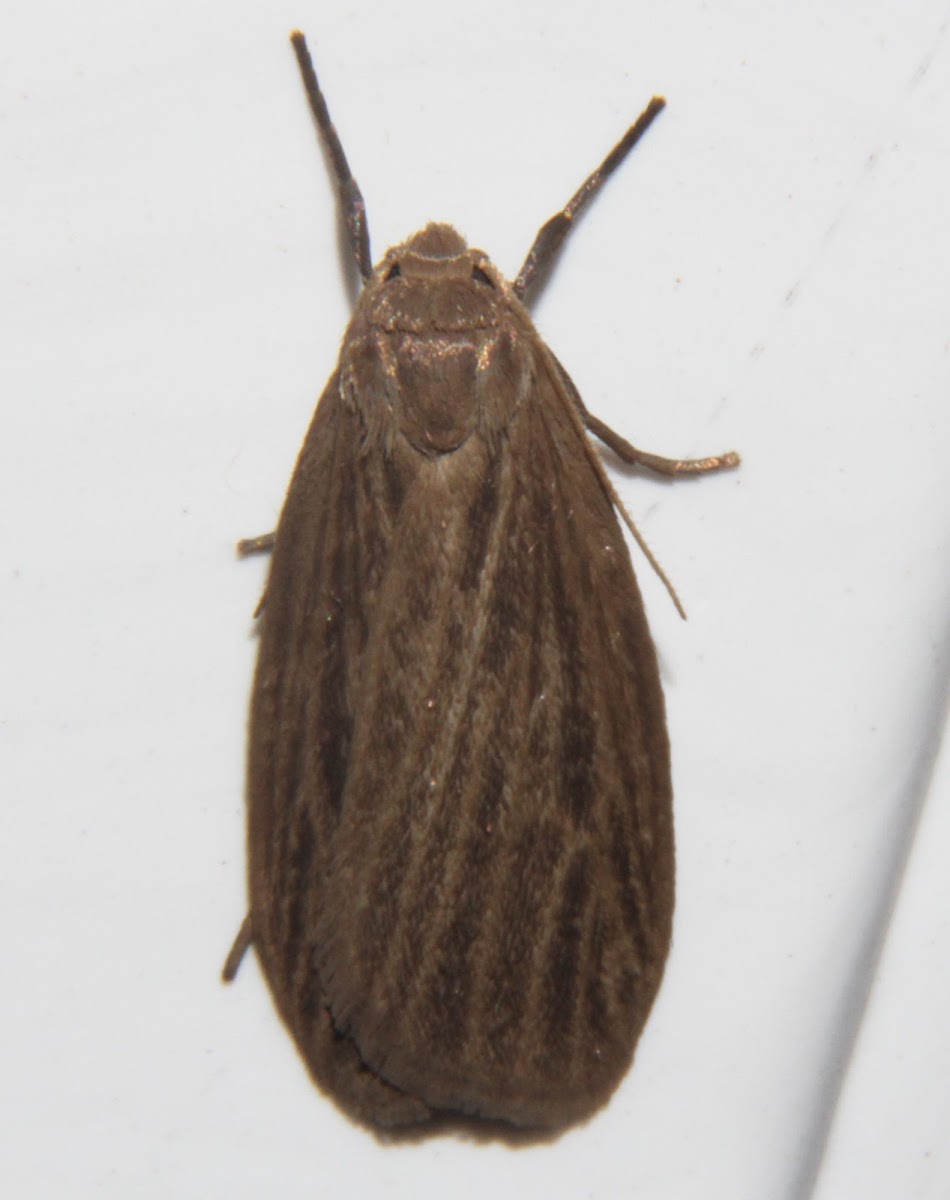 Pale Lichen Moth