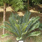 Zululand cycad