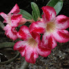 adenium obesum