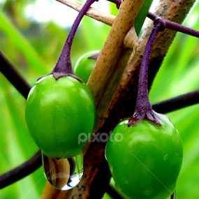Green drops 2 by Gordana Cajner - Nature Up Close Natural Waterdrops