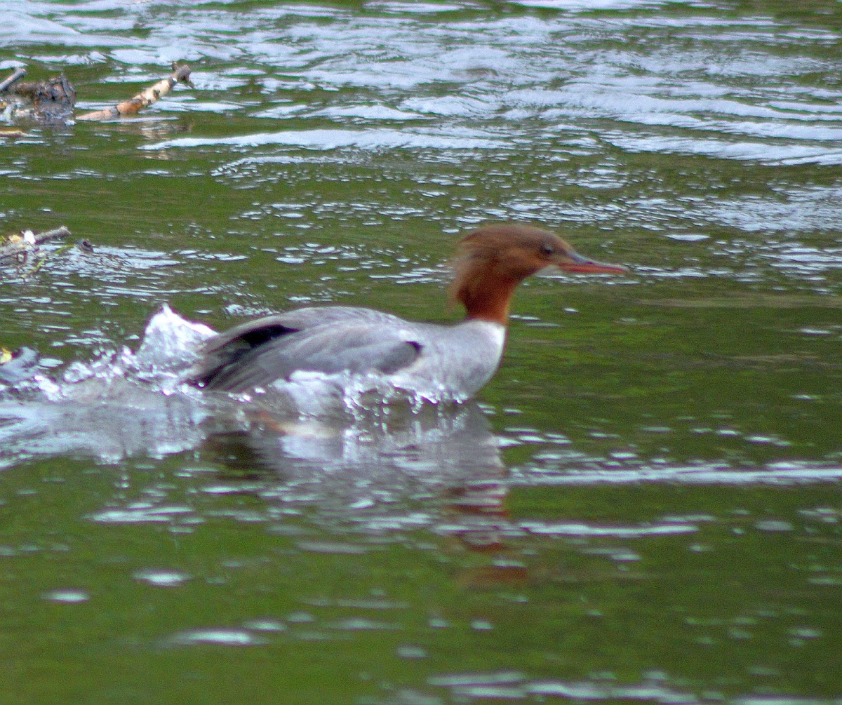 Goosander female