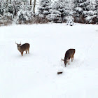 White tailed deer