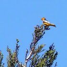 Bullocks Oriole