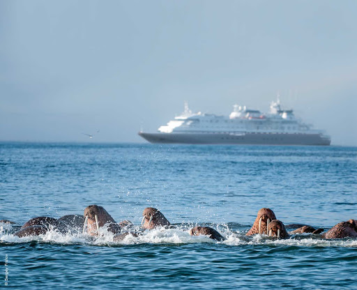 A cruise on Silver Discoverer will give you the chance to see things you've never seen before, like this pod of walrus playing near Verkhoturov Island in the Bering Sea.