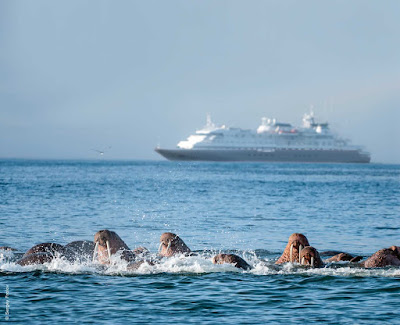A cruise on Silver Discoverer will give you the chance to see things you've never seen before, like this pod of walrus playing near Verkhoturov Island in the Bering Sea.