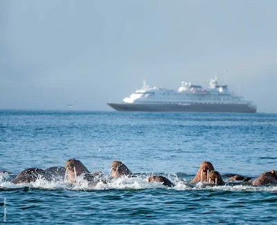 A cruise on Silver Discoverer will give you the chance to see things you've never seen before, like this pod of walrus playing near Verkhoturov Island in the Bering Sea.