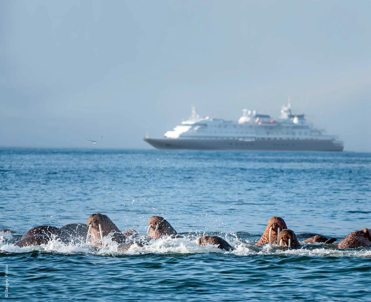 walrus_pod_Bering_Sea - A cruise on Silver Discoverer will give you the chance to see things you've never seen before, like this pod of walrus playing near Verkhoturov Island in the Bering Sea.