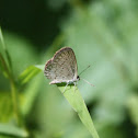 Tiny grass blue butterfly