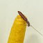 Tiny longicorn beetle