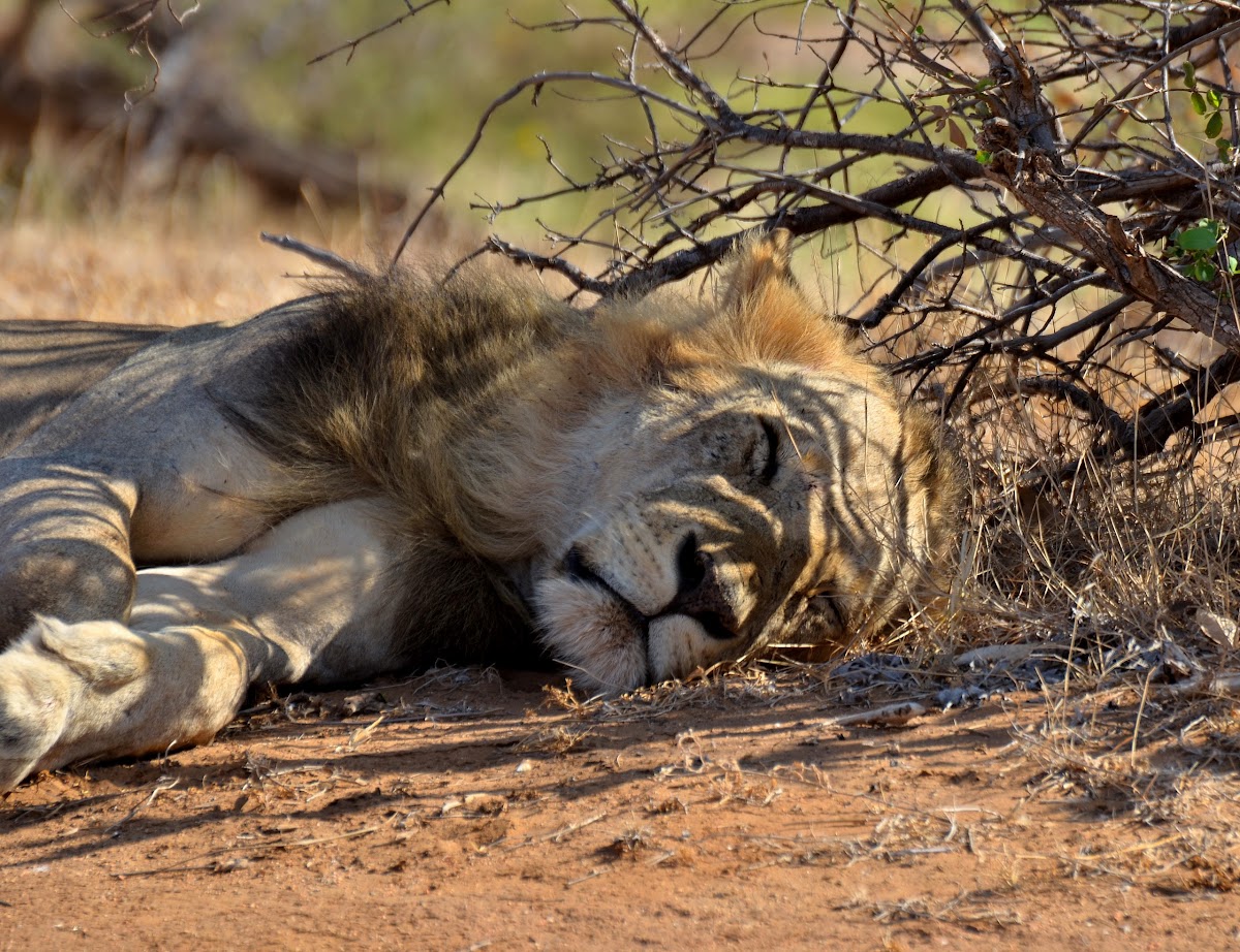 Tsavo lion