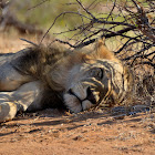 Tsavo lion