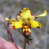 Tiger orchid