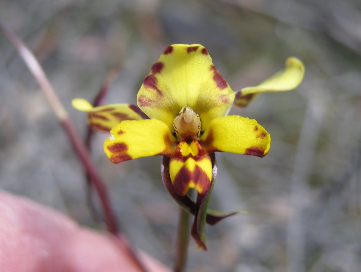 Tiger orchid