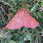 Feathered Thorn/Jesenski pedič