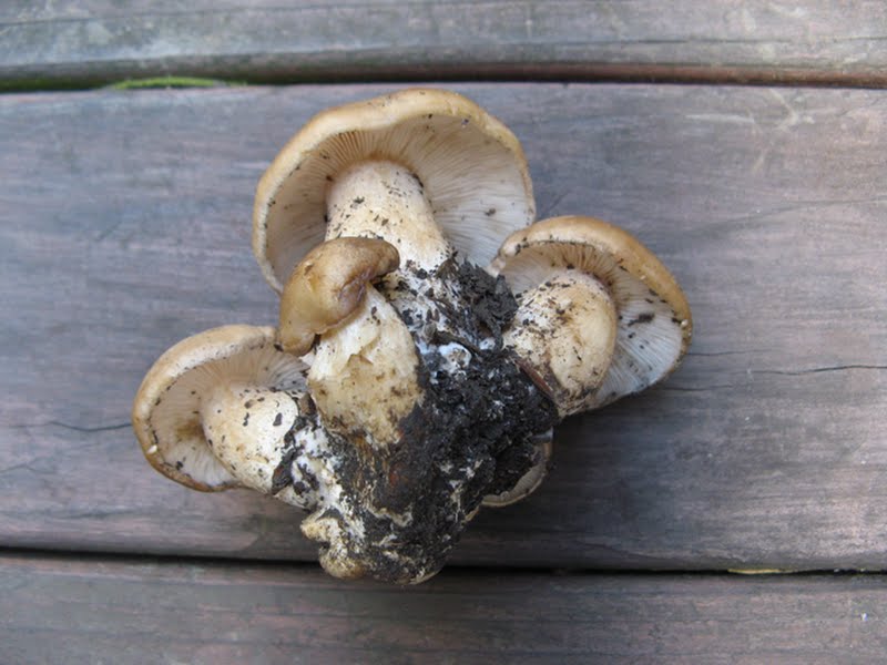 Lyophyllum decastes (Fried-chicken mushroom)