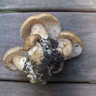 Lyophyllum decastes (Fried-chicken mushroom)